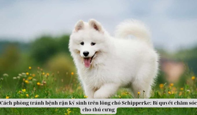 Cách phòng tránh bệnh rận ký sinh trên lông chó Schipperke: Bí quyết chăm sóc cho thú cưng