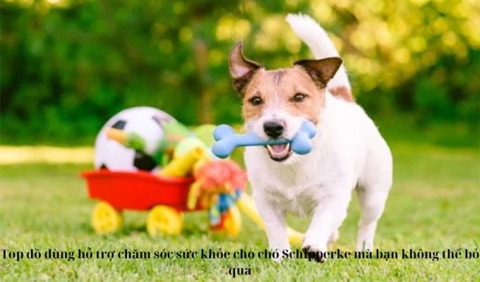 Top đồ dùng hỗ trợ chăm sóc sức khỏe cho chó Schipperke mà bạn không thể bỏ qua