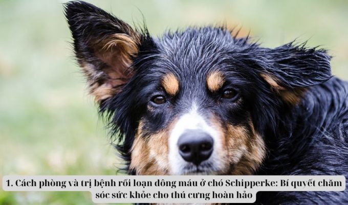 1. Cách phòng và trị bệnh rối loạn đông máu ở chó Schipperke: Bí quyết chăm sóc sức khỏe cho thú cưng hoàn hảo