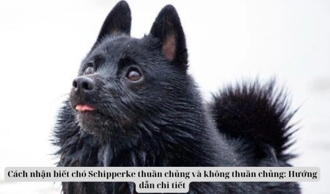 Cách nhận biết chó Schipperke thuần chủng và không thuần chủng: Hướng dẫn chi tiết