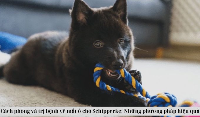 Cách phòng và trị bệnh về mắt ở chó Schipperke: Những phương pháp hiệu quả