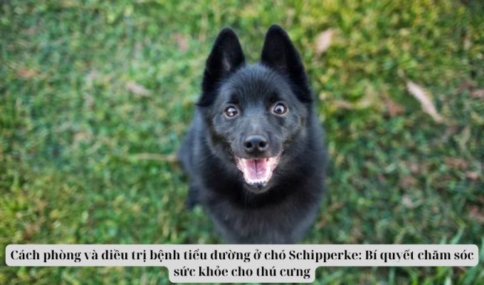 Cách phòng và điều trị bệnh tiểu đường ở chó Schipperke: Bí quyết chăm sóc sức khỏe cho thú cưng