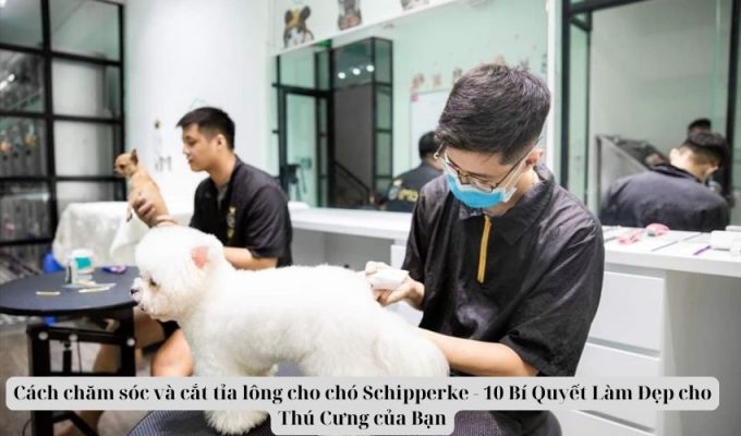 Cách chăm sóc và cắt tỉa lông cho chó Schipperke – 10 Bí Quyết Làm Đẹp cho Thú Cưng của Bạn