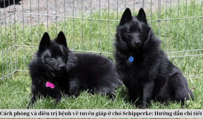 Cách phòng và điều trị bệnh về tuyến giáp ở chó Schipperke: Hướng dẫn chi tiết