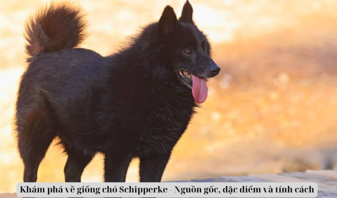 Khám phá về giống chó Schipperke – Nguồn gốc, đặc điểm và tính cách