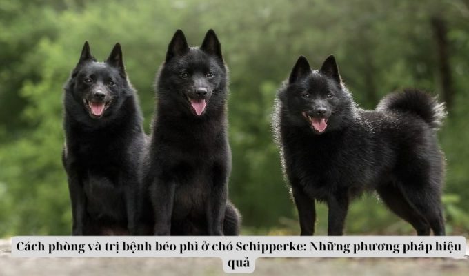 Cách phòng và trị bệnh béo phì ở chó Schipperke: Những phương pháp hiệu quả