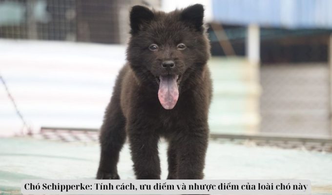 Chó Schipperke: Tính cách, ưu điểm và nhược điểm của loài chó này