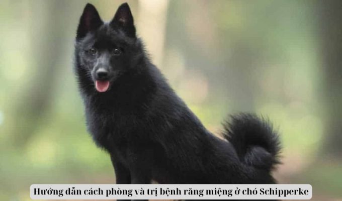 Hướng dẫn cách phòng và trị bệnh răng miệng ở chó Schipperke