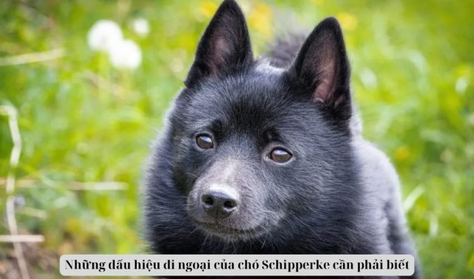 Những dấu hiệu đi ngoại của chó Schipperke cần phải biết