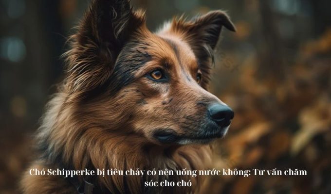 Chó Schipperke bị tiêu chảy có nên uống nước không: Tư vấn chăm sóc cho chó