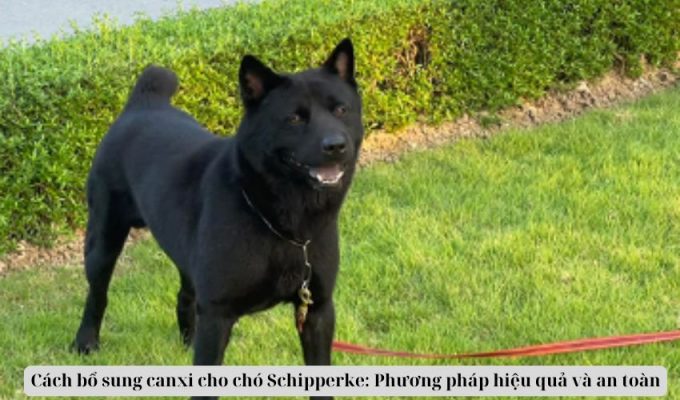 Cách bổ sung canxi cho chó Schipperke: Phương pháp hiệu quả và an toàn