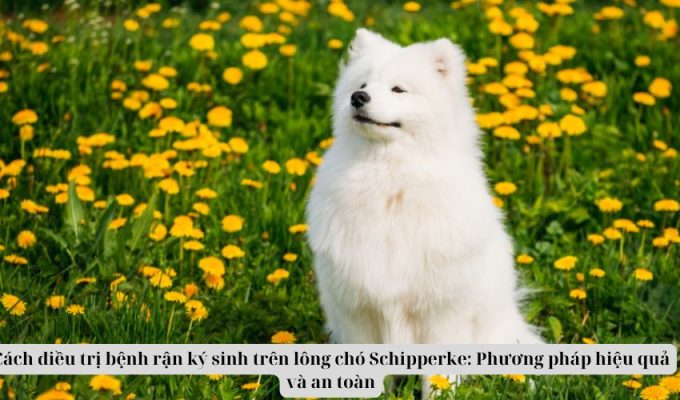 Cách điều trị bệnh rận ký sinh trên lông chó Schipperke: Phương pháp hiệu quả và an toàn