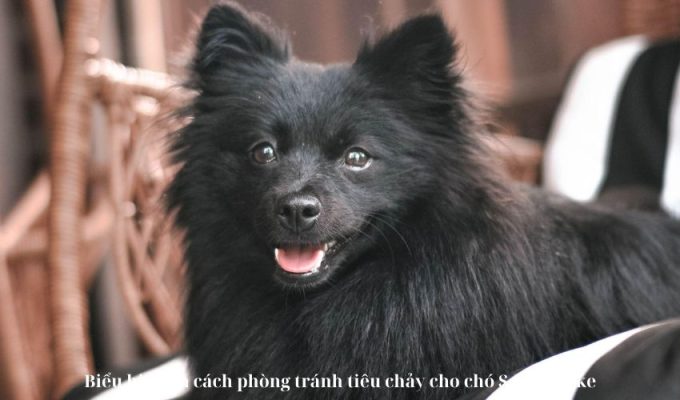 Biểu hiện và cách phòng tránh tiêu chảy cho chó Schipperke