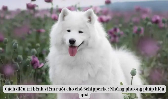 Cách điều trị bệnh viêm ruột cho chó Schipperke: Những phương pháp hiệu quả