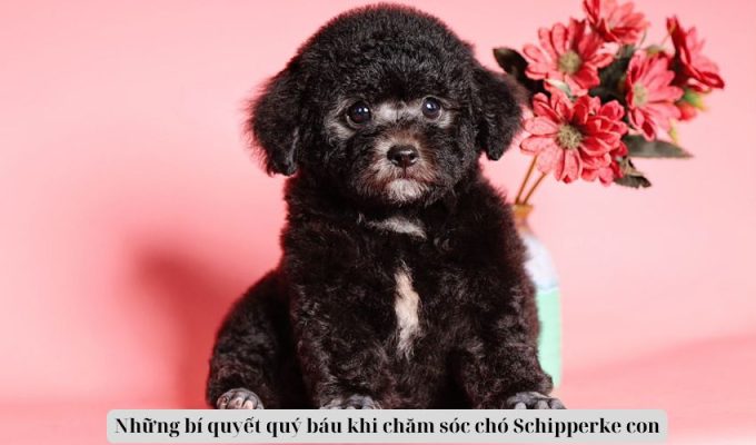 Những bí quyết quý báu khi chăm sóc chó Schipperke con