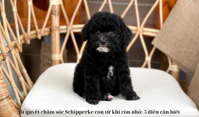 Bí quyết chăm sóc Schipperke con từ khi còn nhỏ: 5 điều cần biết