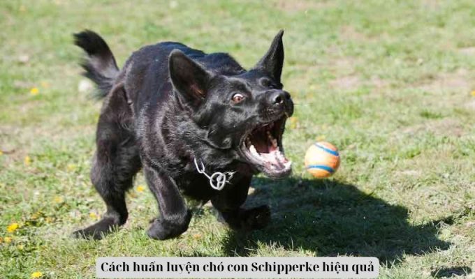 Cách huấn luyện chó con Schipperke hiệu quả