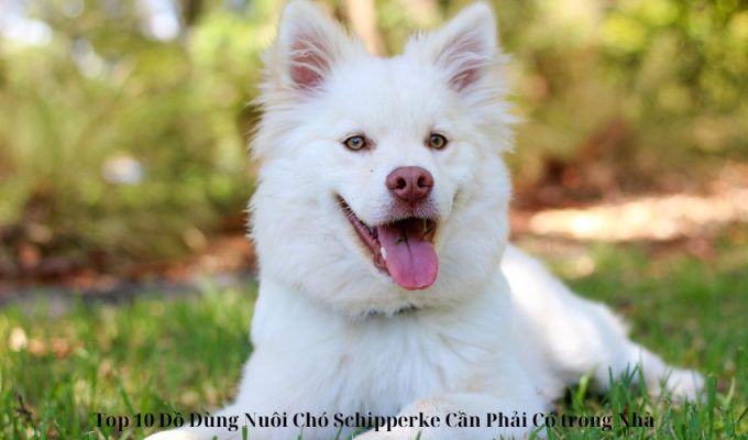 Top 10 Đồ Dùng Nuôi Chó Schipperke Cần Phải Có trong Nhà