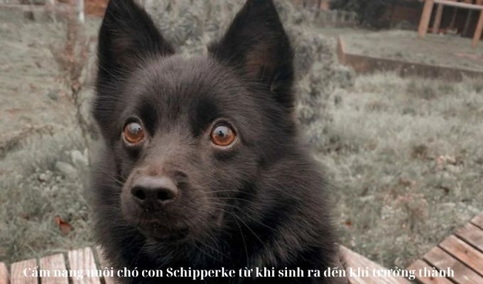 Cẩm nang nuôi chó con Schipperke từ khi sinh ra đến khi trưởng thành