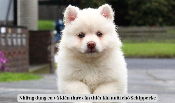 Những dụng cụ và kiến thức cần thiết khi nuôi chó Schipperke