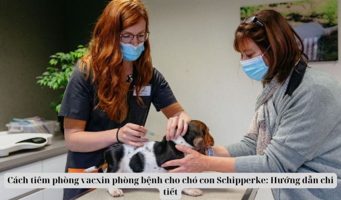 Cách tiêm phòng vacxin phòng bệnh cho chó con Schipperke: Hướng dẫn chi tiết