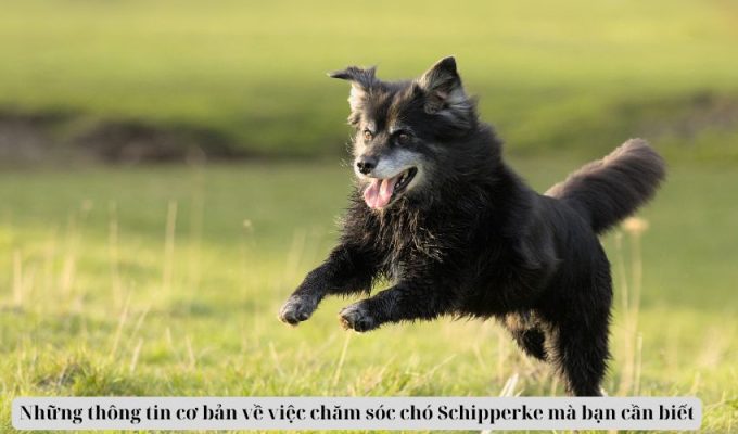 Những thông tin cơ bản về việc chăm sóc chó Schipperke mà bạn cần biết