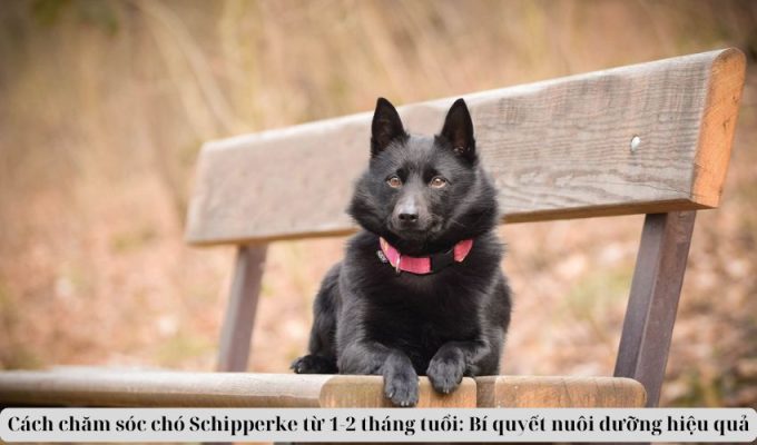 Cách chăm sóc chó Schipperke từ 1-2 tháng tuổi: Bí quyết nuôi dưỡng hiệu quả