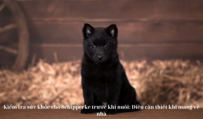 Kiểm tra sức khỏe chó Schipperke trước khi nuôi: Điều cần thiết khi mang về nhà