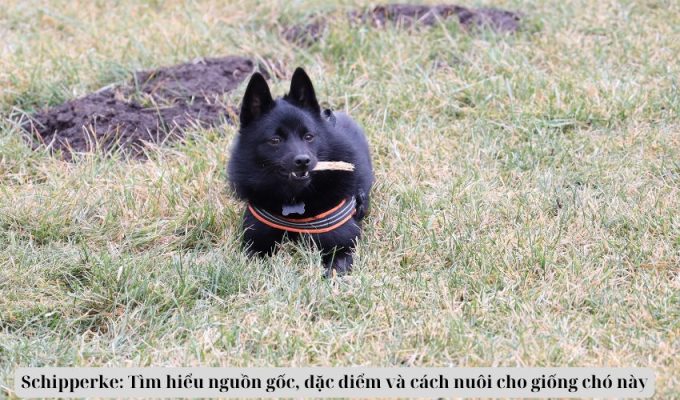 Schipperke: Tìm hiểu nguồn gốc, đặc điểm và cách nuôi cho giống chó này