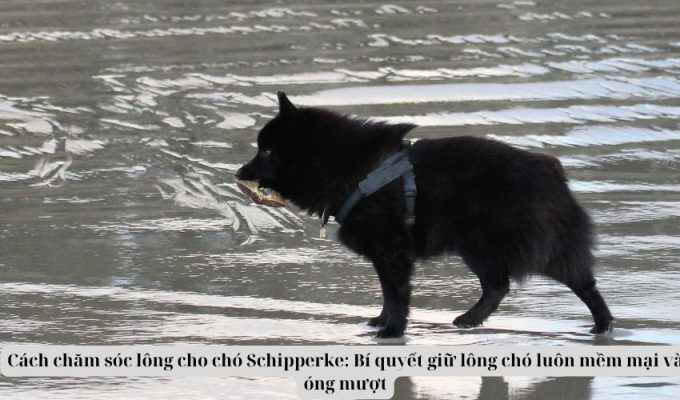 Cách chăm sóc lông cho chó Schipperke: Bí quyết giữ lông chó luôn mềm mại và óng mượt