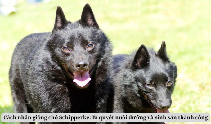 Cách nhân giống chó Schipperke: Bí quyết nuôi dưỡng và sinh sản thành công