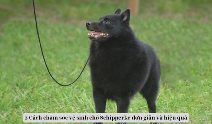 5 Cách chăm sóc vệ sinh chó Schipperke đơn giản và hiệu quả