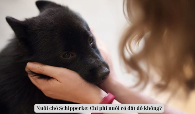 Nuôi chó Schipperke: Chi phí nuôi có đắt đỏ không?