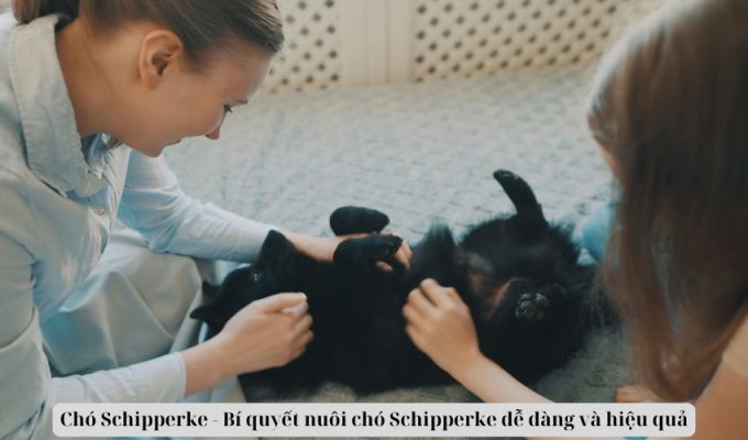 Chó Schipperke – Bí quyết nuôi chó Schipperke dễ dàng và hiệu quả