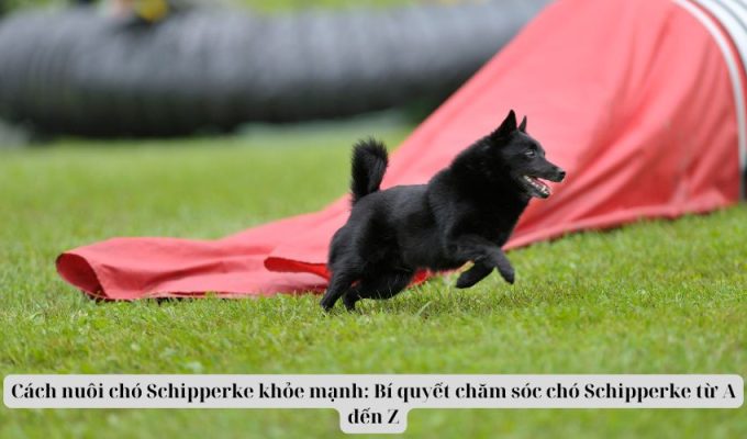 Cách nuôi chó Schipperke khỏe mạnh: Bí quyết chăm sóc chó Schipperke từ A đến Z