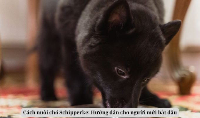 Cách nuôi chó Schipperke: Hướng dẫn cho người mới bắt đầu