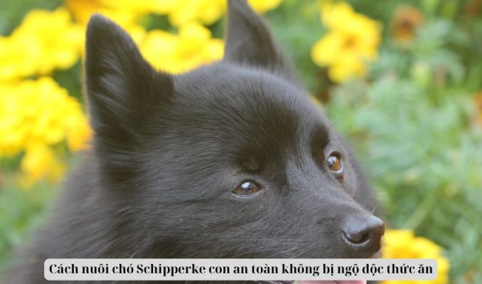 Cách nuôi chó Schipperke con an toàn không bị ngộ độc thức ăn