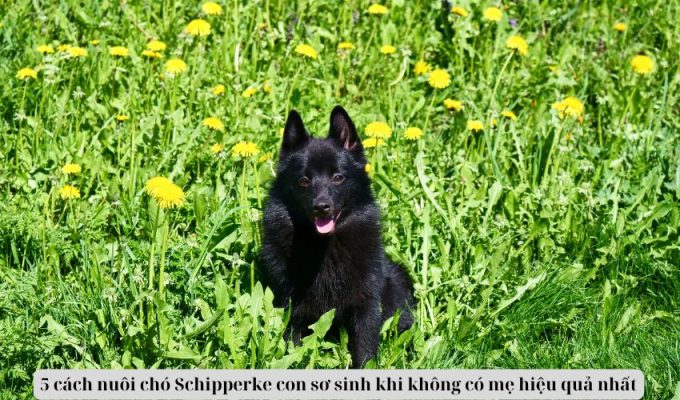 5 cách nuôi chó Schipperke con sơ sinh khi không có mẹ hiệu quả nhất