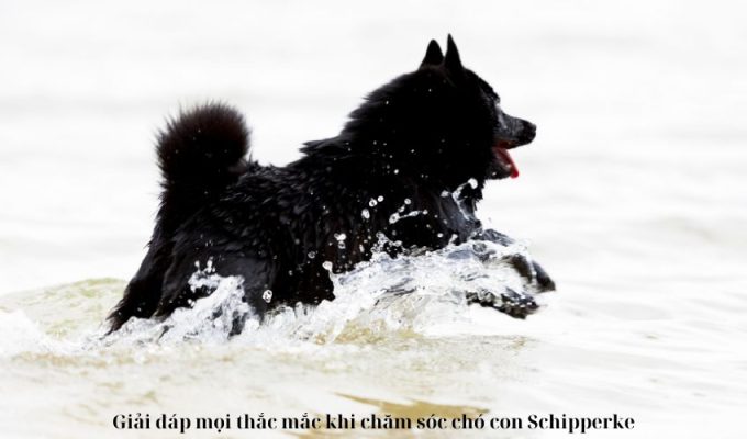 Giải đáp mọi thắc mắc khi chăm sóc chó con Schipperke