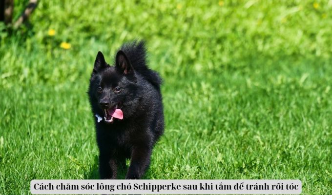 Cách chăm sóc lông chó Schipperke sau khi tắm để tránh rối tóc