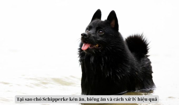 Tại sao chó Schipperke kén ăn, biếng ăn và cách xử lý hiệu quả