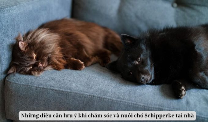 Những điều cần lưu ý khi chăm sóc và nuôi chó Schipperke tại nhà