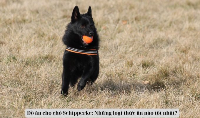 Đồ ăn cho chó Schipperke: Những loại thức ăn nào tốt nhất?