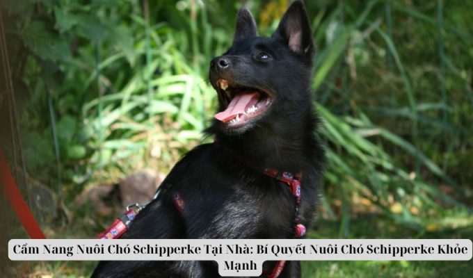 Cẩm Nang Nuôi Chó Schipperke Tại Nhà: Bí Quyết Nuôi Chó Schipperke Khỏe Mạnh