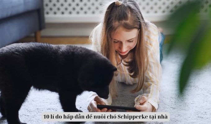 10 lí do hấp dẫn để nuôi chó Schipperke tại nhà