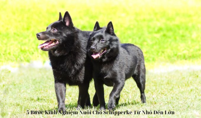 5 Bước Kinh Nghiệm Nuôi Chó Schipperke Từ Nhỏ Đến Lớn