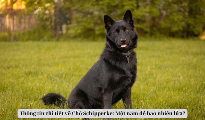 Thông tin chi tiết về Chó Schipperke: Một năm đẻ bao nhiêu lứa?