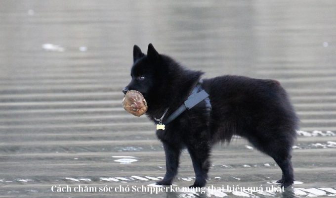 Cách chăm sóc chó Schipperke mang thai hiệu quả nhất