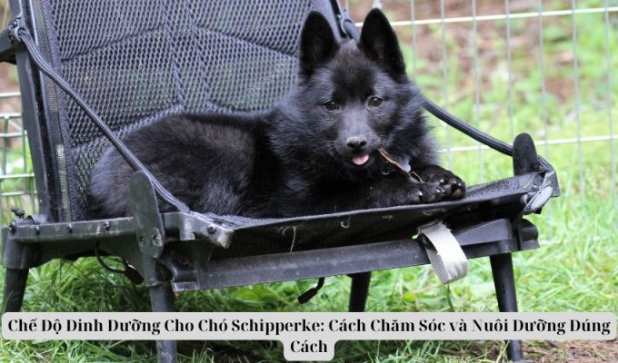 Chế Độ Dinh Dưỡng Cho Chó Schipperke: Cách Chăm Sóc và Nuôi Dưỡng Đúng Cách