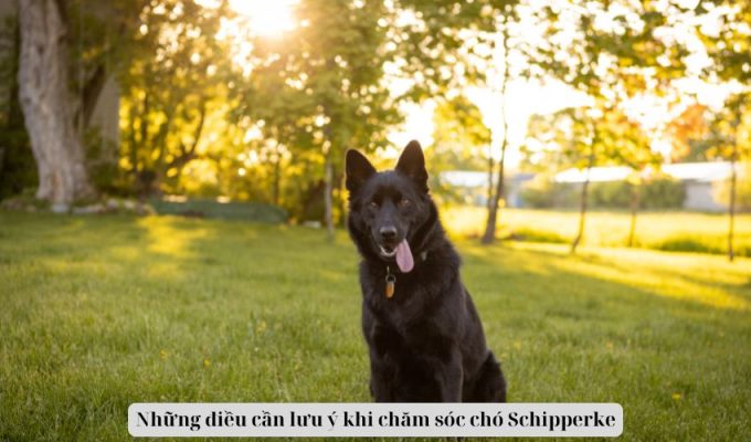 Những điều cần lưu ý khi chăm sóc chó Schipperke